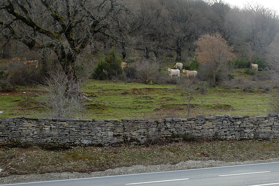 Vaches dans la Sierra de Andia.