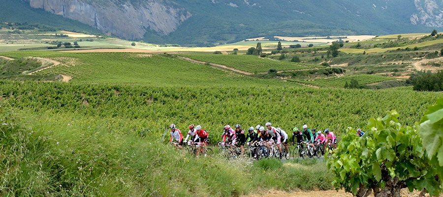 Vignobles de printemps