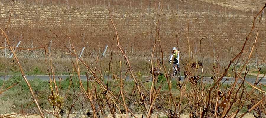 Fuentes del Vino Tierra_Estella